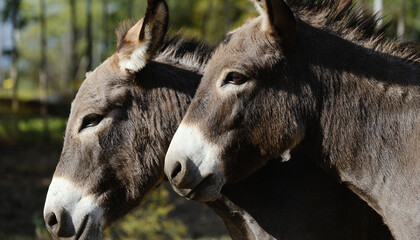 Wall Mural - Close up of two mini donkeys showing them twinning on farm.