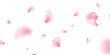 Sakura petal spring blossom on white banner. Flower flying background. Pink rose composition. Beauty Spa product frame. Valentine romantic card. Light delicate pastel design. Vector illustration