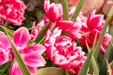 pink flower tulips in the garden in spring