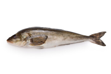 Wall Mural - Okhotsk atka mackerel is an important fish in Japanese cuisine. Known as hokke in Japanese.