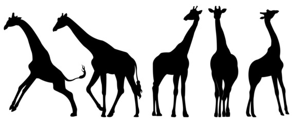 a set of giraffe vector silhouettes isolated on a white background.