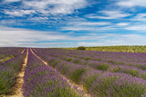 Fototapeta Lawenda - a famous purple lavender farm under a cloudy sky in a sunny day in Avignon, Provence,  France