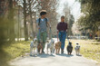 © Drazen - Young happy dog walkers walking pack of dogs on leash in the park.