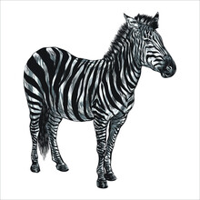 Zebra, Vintage Engraved Illustration. Black And White Monochrome Painting With Water And Ink Draw Zebra Illustration