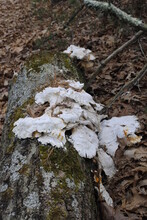 Large White Mushroom Growing On A Log On The Ground In The Forest