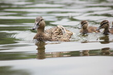 Duck With Ducklings In The Pond