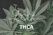 THCA Marijuana. Cannabis oil Herbal Treatment, Alternative Medicine hemp oil Tetrahydrocannabinolic acid