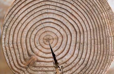 Wall Mural - Cross section of tree stump