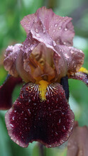 Beautiful Large Head Of Iris. Banner Beautiful Iris Flower Grow In The Garden. Drops Of Water After Rain On Purple Petals Of Beautiful Large Flower. Peach Iris. Selective Focus, Shallow Depth Of Field