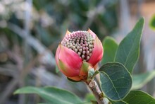 Close Up Of Bright Red Protea Flower Bud Against Foliage Background