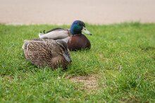 Mallard Ducks Lying On Grass