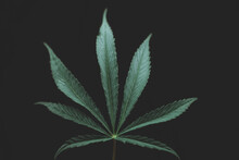 Alternative Medicine Represented By Medical Marijuana, Female Cannabis Shrub Texture. Copy Space, Close Up. Branches Of Medical Marijuana With Flower Bud Sites Cannabis Cultivation