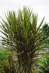 Dracaena Marginata in the nature. Dracaena marginata, commonly called red-edge dracaena, is an evergreen tree with stiff, ribbon-like red-margined green leaves and slim, curving stalks for trunks