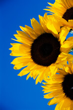 Close-up Of Sunflowers (Helianthus Annuus)