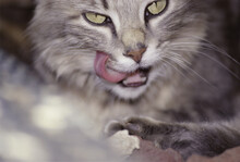 Close-up Of A Cat Licking Its Whiskers