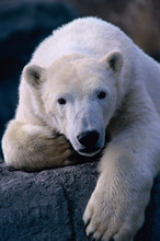Portrait Of A Polar Bear, Rio Grande Zoo, Mew Mexico, USA