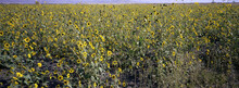 Panoramic View Of A Field Of Sunflowers