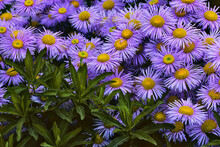 Close-up Of Purple Asters