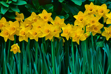 Canada, British Columbia, Butchart Gardens, Yellow Daffodils