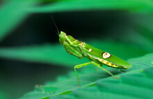Close-up Of A Praying Mantis On A Leaf