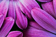© SuperStock - Osteospermum Flower