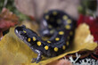 © SuperStock - Close-up of a Yellow Spotted Salamander (Ambystoma maculatum)