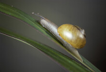 Close-up Of A Land Snail On A Leaf