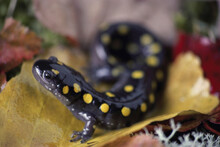 Close-up Of A Yellow Spotted Salamander (Ambystoma Maculatum)