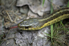 Close-up Of A Garter Snake