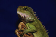 Close-up Of A Water Dragon