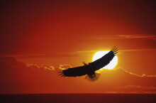 Bald Eagle In Flight During Sunset