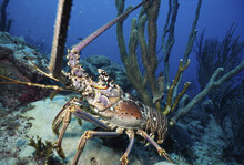 Lobster Underwater
