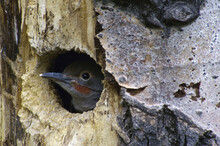 Juvenile Flicker In A Tree Cavity