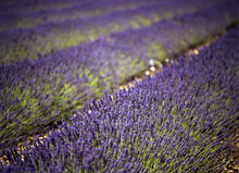 Field Of Lavender, Sault, France