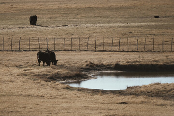 Wall Mural - Black angus cattle grazing on Texas ranch by pond water.