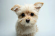 © SuperStock - Close-up of a mixed breed puppy
