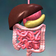 © SuperStock - Close-up of the human digestive system