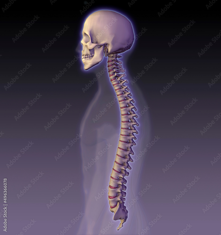 Side profile of a human skull and vertebral column Stock Illustration ...