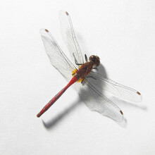 Close-up Of A Dragonfly
