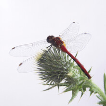 Close-up Of A Dragonfly On A Plant Bud