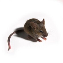 Close-up Of A Rat