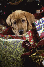 Labrador Retriever Sitting In A Gift Box