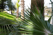 Pruned Palm Tree Branches And Large Leaves In Selective Focus. Pruned Palm Trees In A Garden Out Of Focus.