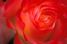 Close-up Of A Rose