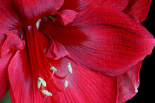 Close-up Of An Amaryllis Flower