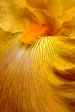 Close-up Of A Bearded Iris