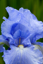 Close-up Of An Iris