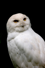 Close-up Of A Snowy Owl (Nyctea Scandiaca)