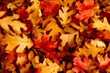 © SuperStock - Close-up of fallen oak leaves