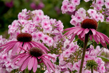 Close-up Of Coneflowers